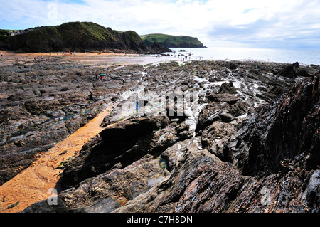 Rock Pooling in Hope Cove bei Ebbe, in der Nähe von Malborough und Salcombe, Devon, England, Großbritannien Stockfoto