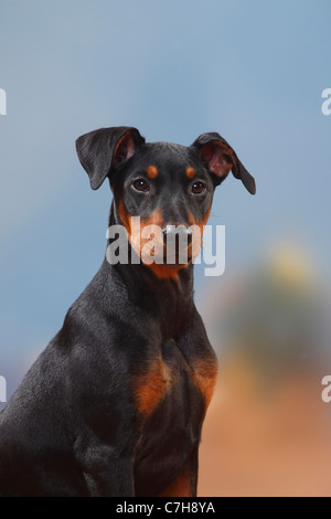 Deutsche Pinscher, Welpen, 17 Wochen Stockfoto