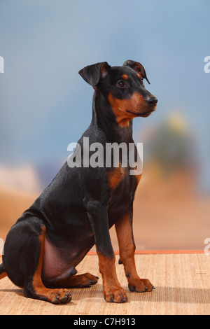 Deutsche Pinscher, Welpen, 17 Wochen Stockfoto