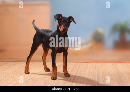 Deutsche Pinscher, Welpen, 17 Wochen Stockfoto