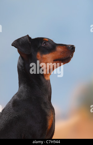 Deutsche Pinscher, Welpen, 17 Wochen Stockfoto