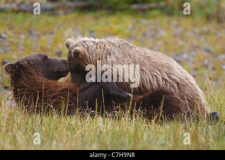 Nordamerikanischen Braunbären (Ursus Arctos Horribilis) Cub Krankenpflege mit Sau, Lake-Clark-Nationalpark, Alaska, Vereinigte Staaten von Amerika Stockfoto