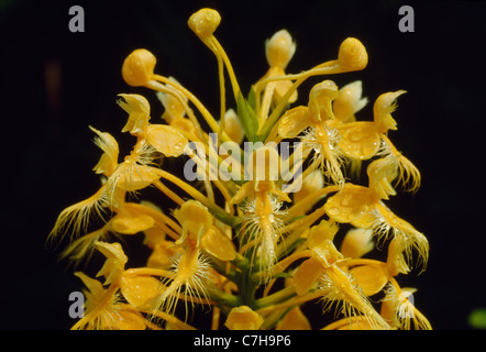 GELB MIT FRANSEN ORCHIS (HABENARIA CILIARIS) Stockfoto