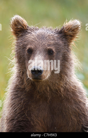 Nordamerikanischen Braunbären (Ursus Arctos Horribilis) weiblichen Jungtier, Lake-Clark-Nationalpark, Alaska, Vereinigte Staaten von Amerika Stockfoto