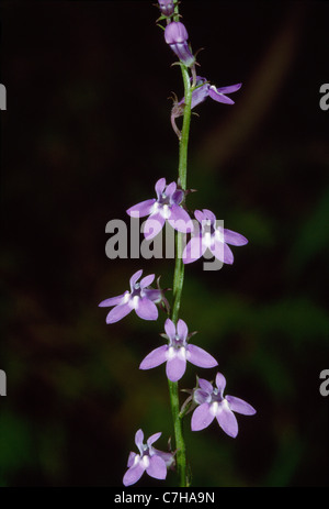 BLAUE LEINKRAUT (LINARIA CANADENSIS) Stockfoto