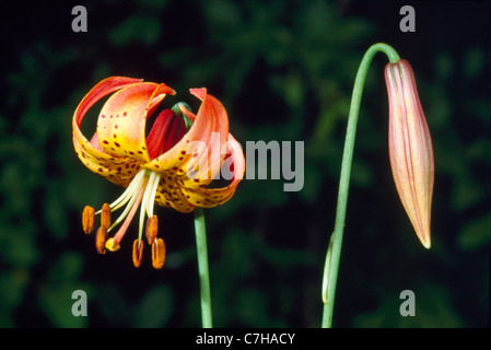 TURK KAPPE LILIE (LILIUM SUPERBUM) Stockfoto