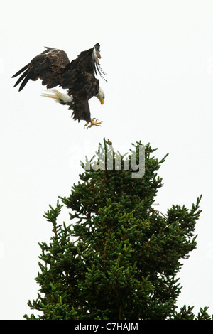 Weißkopf-Seeadler (Haliaeetus Leucocephalus) landet auf immergrüner Baum, Lake-Clark-Nationalpark, Alaska, Vereinigte Staaten von Amerika Stockfoto