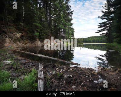 Fluss durch einen Biber Damm gesperrt. Algonquin Provincial Park, Ontario, Kanada. Stockfoto