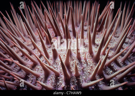 Giftigen Stacheln von Dornenkronen Seestern (Acanthaster Planci). RAS Nasrani, Ägypten, Rotes Meer Stockfoto