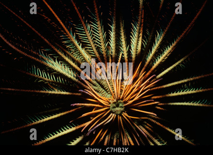 Basis-attached Wappen Crinoid oder Feather Star (Lamprometra Klunzingeri) offen und Fütterung auf Plankton in der Nacht. Sipadan Island Stockfoto