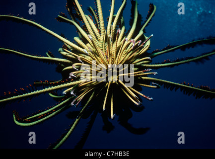 Basis-attached Wappen Crinoid oder Feather Star (Lamprometra Klunzingeri) offen und Fütterung auf Plankton in der Nacht. Sipadan Island Stockfoto