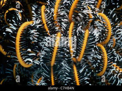 Basis-attached Wappen Crinoid oder Feather Star (Lamprometra Klunzingeri) offen und Fütterung auf Plankton in der Nacht. West Australien Stockfoto