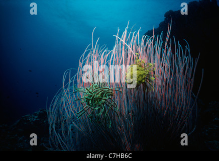 Seelilien auf Gorgonien Draht Korallen. Papua Neu Guinea - Bismarck-See Stockfoto