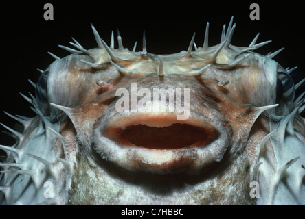 Gesicht von einem Blotched Kugelfisch (Diodon Liturosus) aufgeblasen mit Wasser in der Nacht als ein Abwehrverhalten Palau-Inseln, Mikronesien Stockfoto