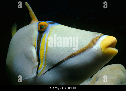 Picasso-Drückerfisch (Rhinecanthus Assasi). Ägypten, Rotes Meer Stockfoto