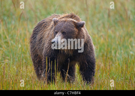 Nordamerikanischen Braunbären (Ursus Arctos Horribilis) Sau steht im Feld, Lake-Clark-Nationalpark, Alaska, Vereinigte Staaten von Amerika Stockfoto