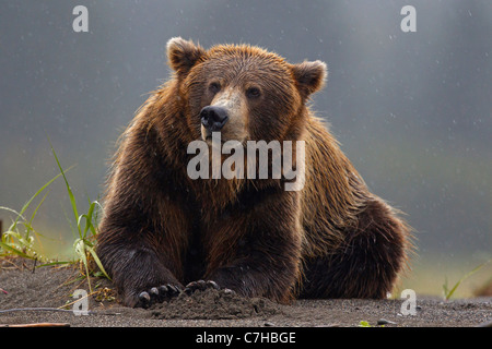 Nordamerikanischen Braunbären (Ursus Arctos Horribilis) säen legt sich an einem Strand, Lake-Clark-Nationalpark, Alaska, Vereinigte Staaten von Amerika Stockfoto