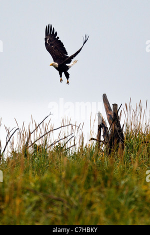 Weißkopf-Seeadler (Haliaeetus Leucocephalus) fliegt ein stumpf, Lake-Clark-Nationalpark, Alaska, Vereinigte Staaten von Amerika Stockfoto