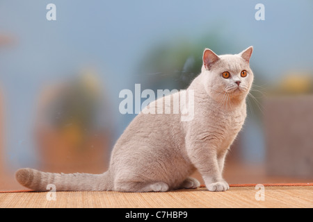 British Kurzhaar-Katze, Kater, Flieder, 6 Monate Stockfoto