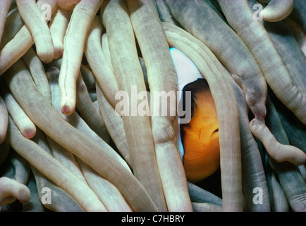 Eine symbiotische 2-Band-Clownfische (Amphiprion Bicinctus) versteckt sich in den Schutz einer prächtigen Anemone Tentakel Stockfoto