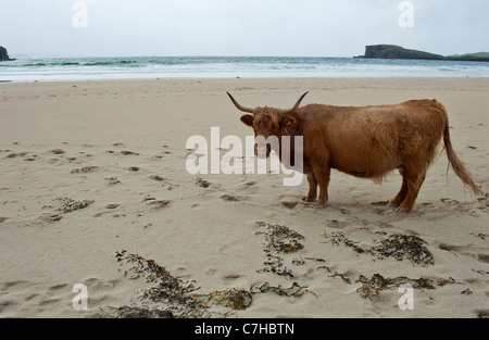 Hochlandrinder an einem einsamen Strand im Norden Schottlands Stockfoto