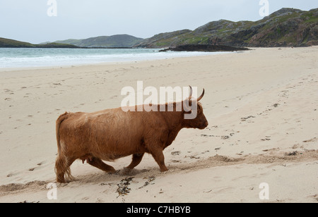 Hochlandrinder an einem einsamen Strand im Norden Schottlands Stockfoto