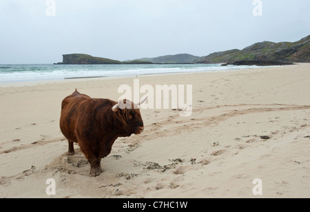 Hochlandrinder an einem einsamen Strand im Norden Schottlands Stockfoto