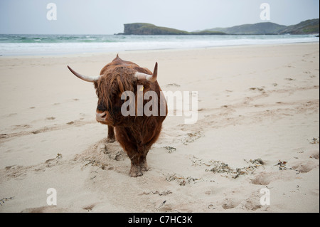 Hochlandrinder an einem einsamen Strand im Norden Schottlands Stockfoto