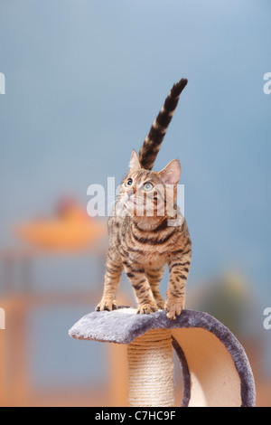 Bengal-Katze, Kitten, Männlich, 3 Monate / Katze Baum Stockfoto