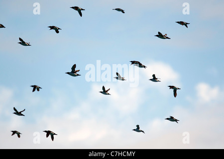 Herde, gehörnten Papageientaucher (Fratercula Corniculata), Alaska Maritime National Wildlife Refuge, Alaska, Vereinigte Staaten von Amerika Stockfoto