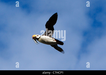 Gehörnte Papageientaucher (Fratercula Corniculata) fliegen mit Nadel Fisch, Alaska Maritime National Wildlife Refuge, Alaska, Vereinigte Staaten Stockfoto