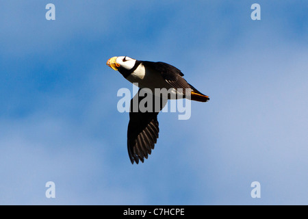 Gehörnte Papageientaucher (Fratercula Corniculata) fliegen, Alaska Maritime National Wildlife Refuge, Alaska, Vereinigte Staaten von Amerika Stockfoto