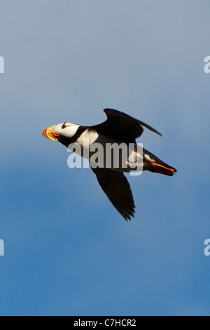 Gehörnte Papageientaucher (Fratercula Corniculata) fliegen, Alaska Maritime National Wildlife Refuge, Alaska, Vereinigte Staaten von Amerika Stockfoto