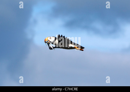 Gehörnte Papageientaucher (Fratercula Corniculata) fliegen mit Nadel Fisch, Alaska Maritime National Wildlife Refuge, Alaska, Vereinigte Staaten Stockfoto