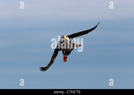 Gehörnte Papageientaucher (Fratercula Corniculata) fliegen mit Nadel Fisch, Alaska Maritime National Wildlife Refuge, Alaska, Vereinigte Staaten Stockfoto