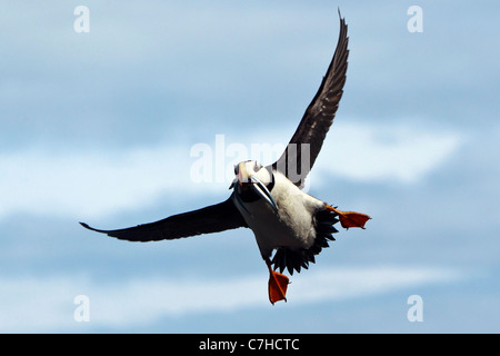 Gehörnte Papageientaucher (Fratercula Corniculata) fliegen mit Nadel Fisch, Alaska Maritime National Wildlife Refuge, Alaska, Vereinigte Staaten Stockfoto