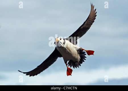 Gehörnte Papageientaucher (Fratercula Corniculata) fliegen mit Nadel Fisch, Alaska Maritime National Wildlife Refuge, Alaska, Vereinigte Staaten Stockfoto