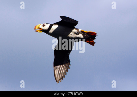 Gehörnte Papageientaucher (Fratercula Corniculata) fliegen, Alaska Maritime National Wildlife Refuge, Alaska, Vereinigte Staaten von Amerika Stockfoto