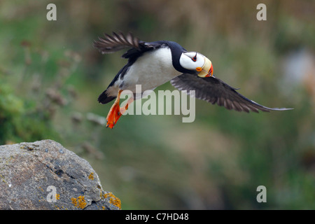 Gehörnte Papageientaucher (Fratercula Corniculata) fliegen aus Felsen, Alaska Maritime National Wildlife Refuge, Alaska, Vereinigte Staaten Stockfoto