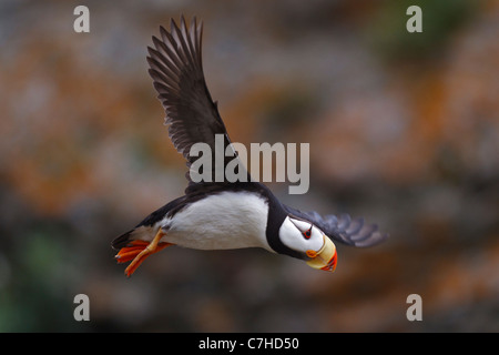 Gehörnte Papageientaucher (Fratercula Corniculata) fliegen, Alaska Maritime National Wildlife Refuge, Alaska, Vereinigte Staaten von Amerika Stockfoto