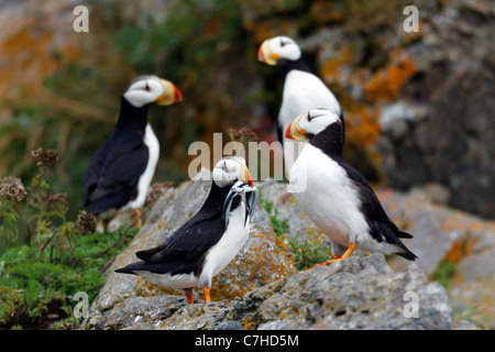 Gruppe von gehörnten Papageientaucher beobachten ein Papageientaucher mit Hornhecht, Alaska Maritime National Wildlife Refuge, Alaska, Vereinigte Staaten Stockfoto