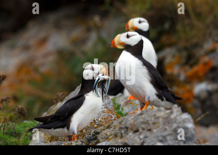 Gruppe von gehörnten Papageientaucher beobachten ein Papageientaucher mit Hornhecht, Alaska Maritime National Wildlife Refuge, Alaska, Vereinigte Staaten Stockfoto