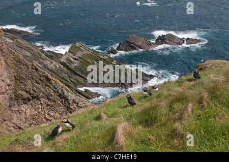 Papageitaucher: Fratercula Arctica. Sumburgh Head, Shetland, Scotland, UK Stockfoto