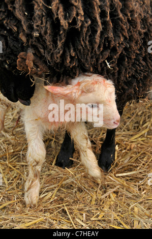 Shetland-Schafe: neue geboren Lamm. April. Stockfoto
