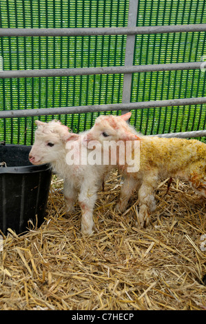 Shetland-Schafe: neue geborene Lämmer Stockfoto