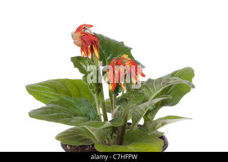 welke Gerbera, auf dem weißen Hintergrund isoliert Stockfoto