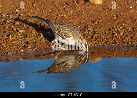 Lerche Spatz Chondestes Grammacus Amado, Santa Cruz County, Arizona, Vereinigte Staaten von Amerika 16 April Erwachsene trinken. Emberizidae Stockfoto