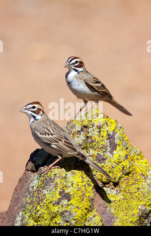 Lerche Spatz Chondestes Grammacus Amado, Santa Cruz County, Arizona, USA 16 April Erwachsenen Emberizidae Stockfoto