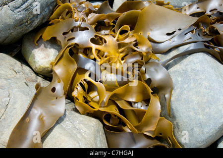 Seetang in den Felsen bei Recherche Bay, Southwest-Nationalpark in Tasmanien Stockfoto