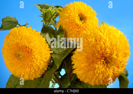Riesige Sungold Hybrid Sonnenblumen - Helianthus Annuus - Sungold Teddybär Sonnenblumen Stockfoto